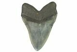 Fossil Megalodon Tooth - Nice Tooth #124543-2